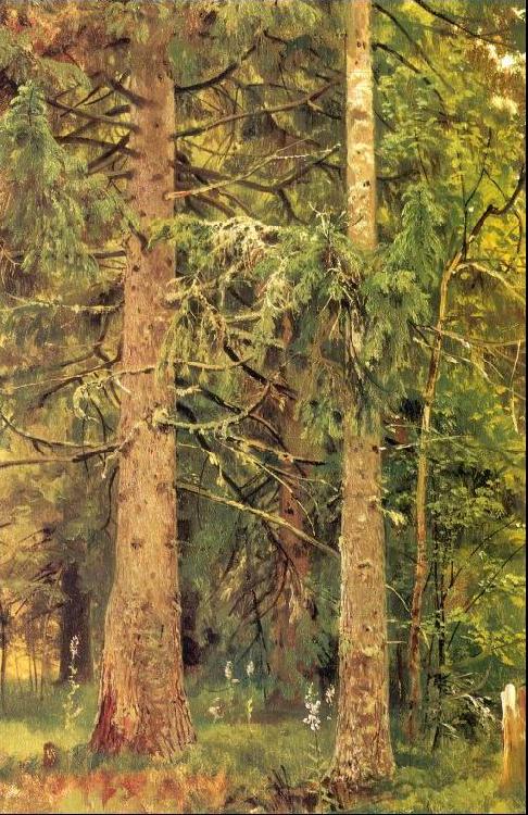 Ivan Shishkin Fir Forest Sweden oil painting art